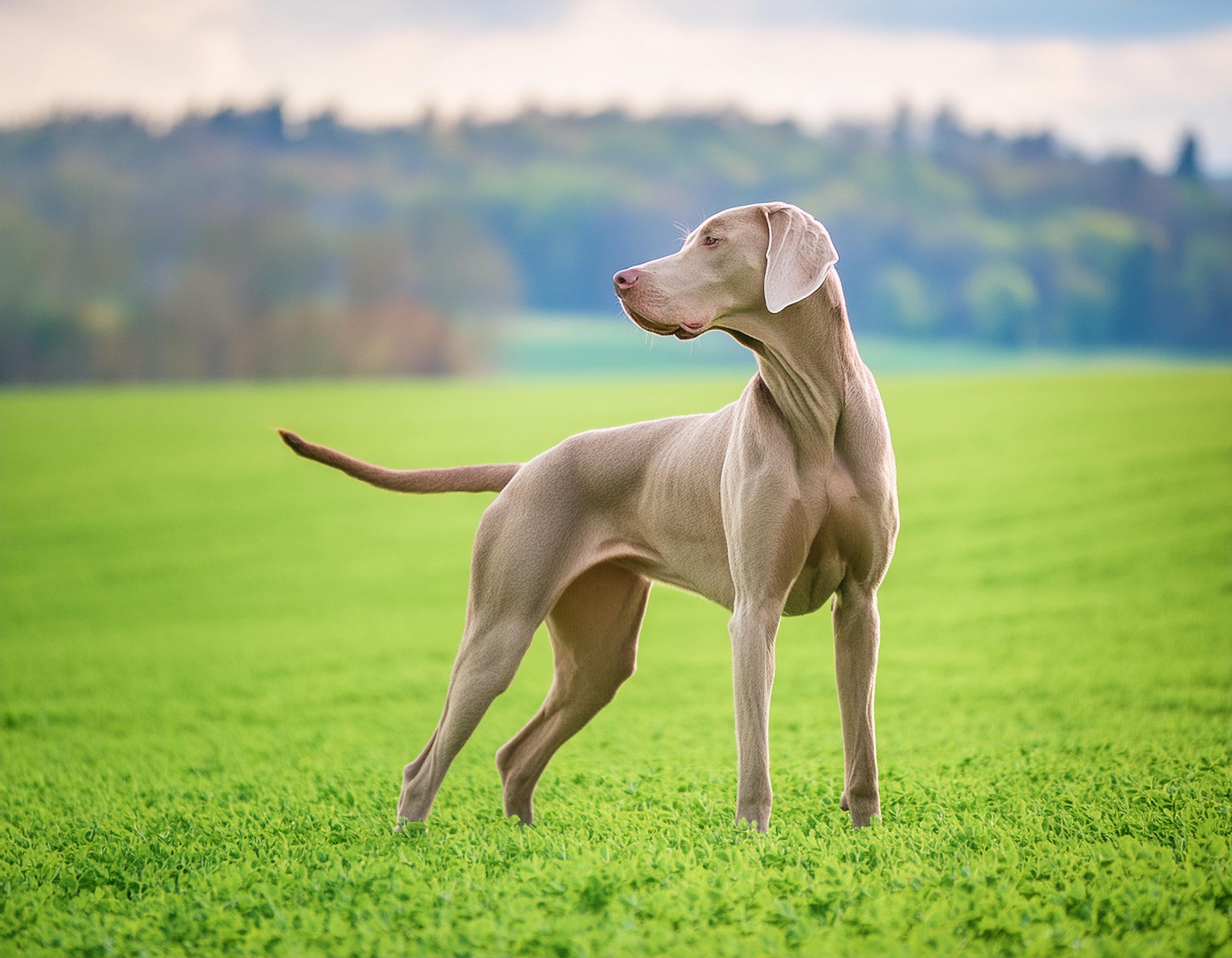 Weimaraner korthårig